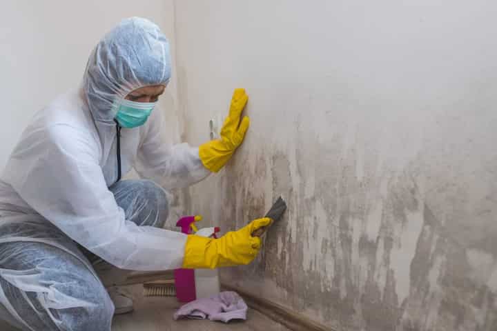 Unveiling the Dangers of Black Mold A Guide to Identification Removal